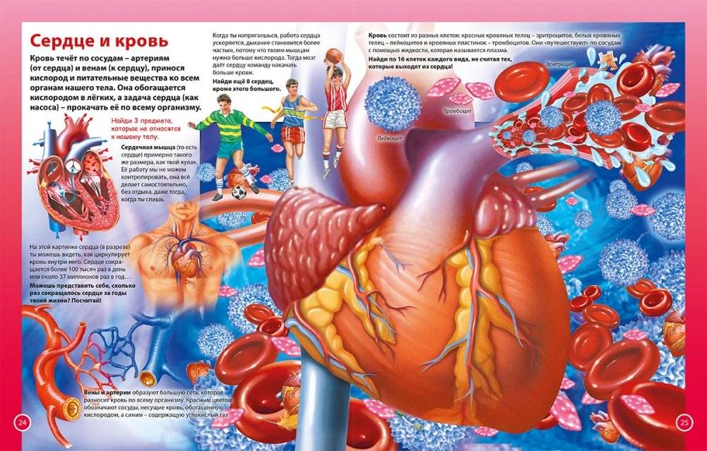 О теле человека для мальчиков и девочек. Детская энциклопедия фото книги 4