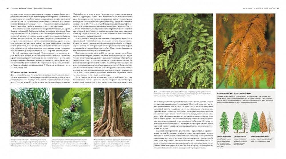 Деревья. Жизнеутверждающее путешествие по лесам, садам и паркам фото книги 4