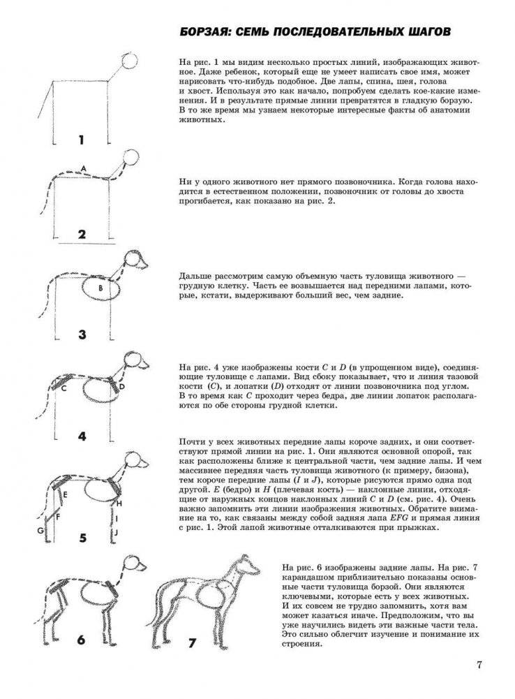 Как рисовать животных фото книги 4