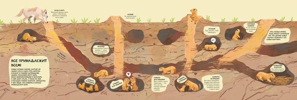 Семья в мире животных. Любовь, забота и воспитание в дикой природе фото книги 5