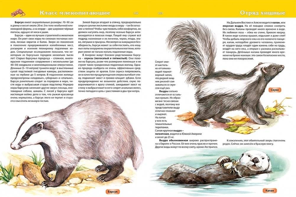 Животные. Детская энциклопедия фото книги 2