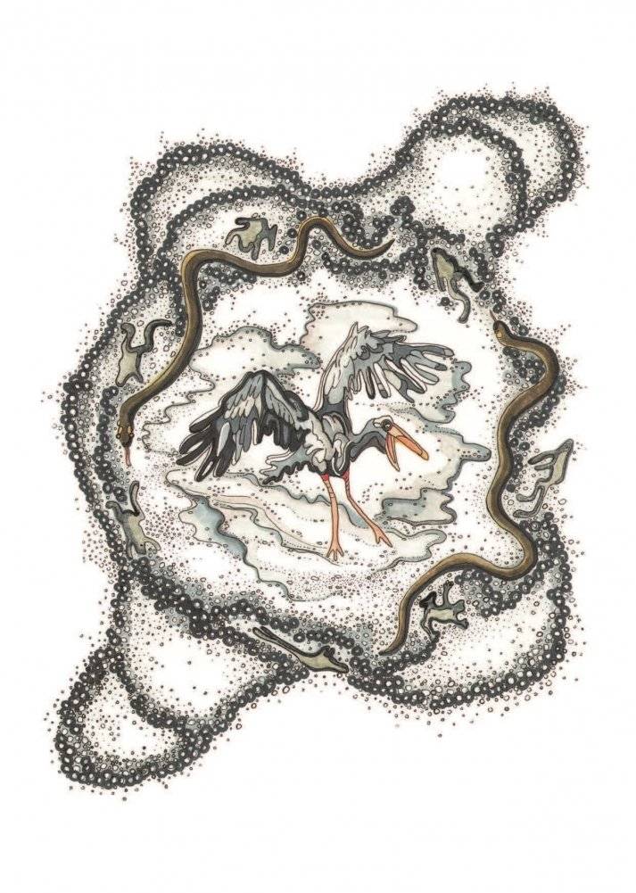 Адкуль пайшлі птушкі. Легенды пра птушак фото книги 4