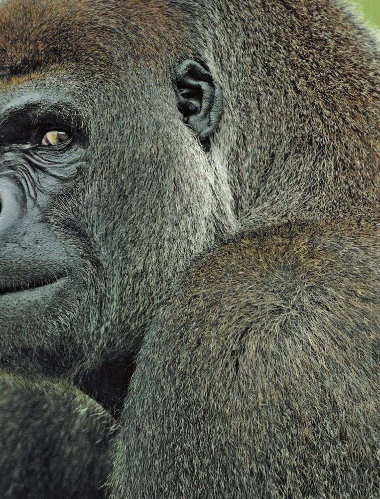 Животные фото книги 8