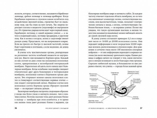 Музыка и мозг. Как музыка влияет на эмоции, здоровье и интеллект фото книги 3