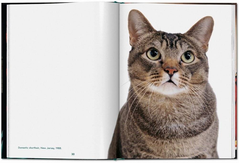 Walter Chandoha. Cats. Photographs 1942-2018 фото книги 3