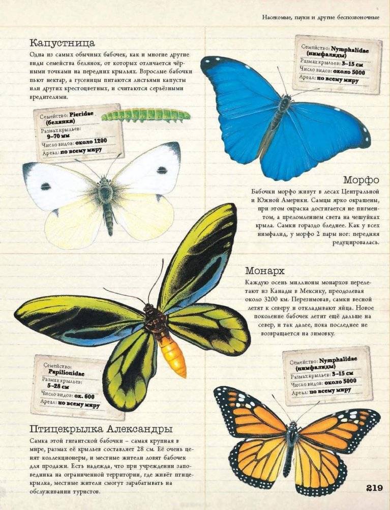 Животные. Детская энциклопедия фото книги 3