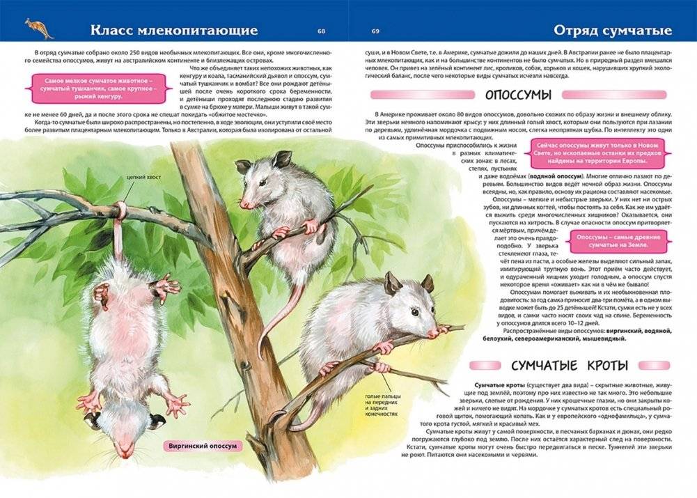 Животные. Детская энциклопедия фото книги 4