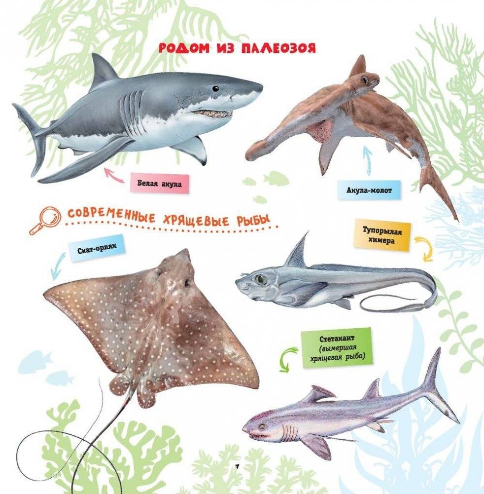 Динозавры фото книги 8