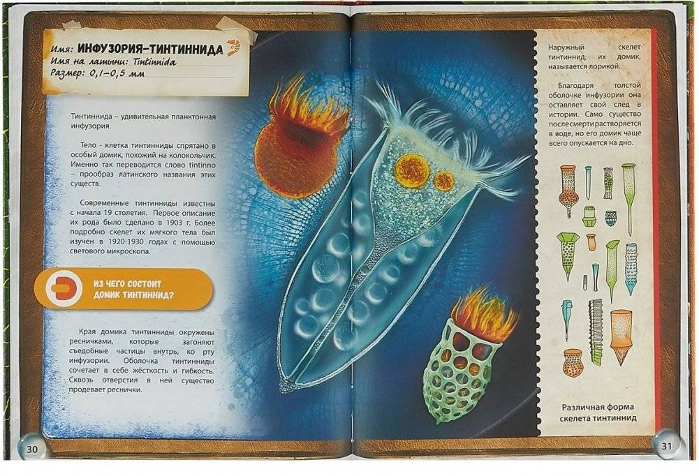 Микромир. Жизнь в капле морской воды. 4D Энциклопедия в дополненной реальности фото книги 2