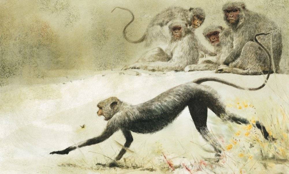 Книга джунглей фото книги 5