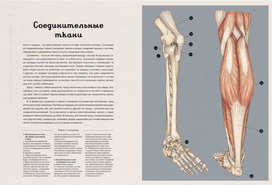 Анатомикум. Энциклопедия для детей фото книги 2