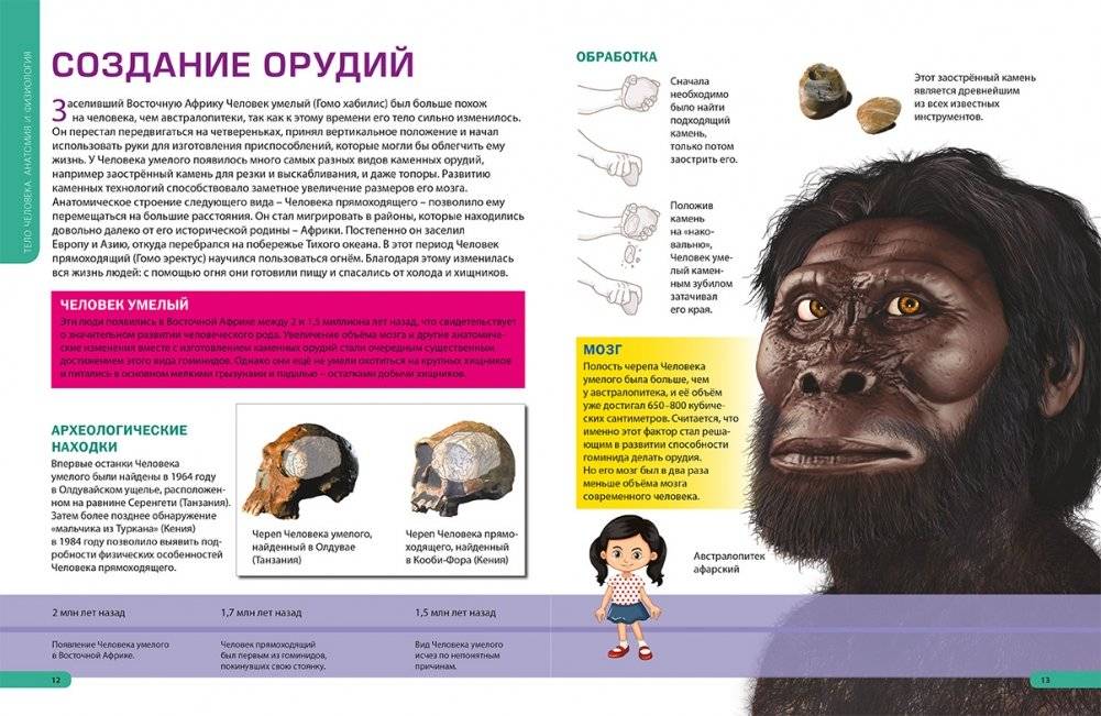 Детям о теле человека. Иллюстрированная энциклопедия фото книги 2