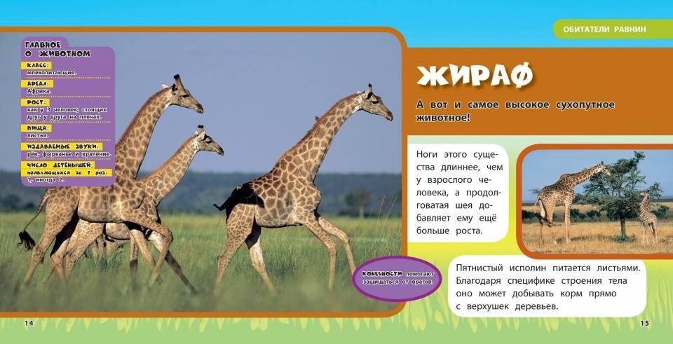 Животные. Моя первая энциклопедия фото книги 3