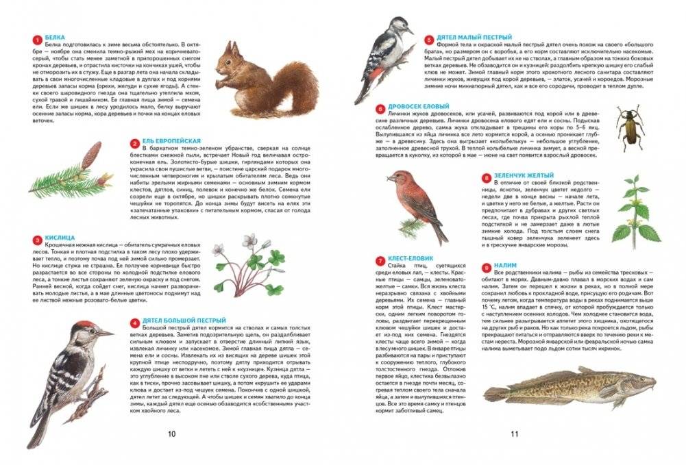 Времена года. Иллюстрированная энциклопедия фото книги 4