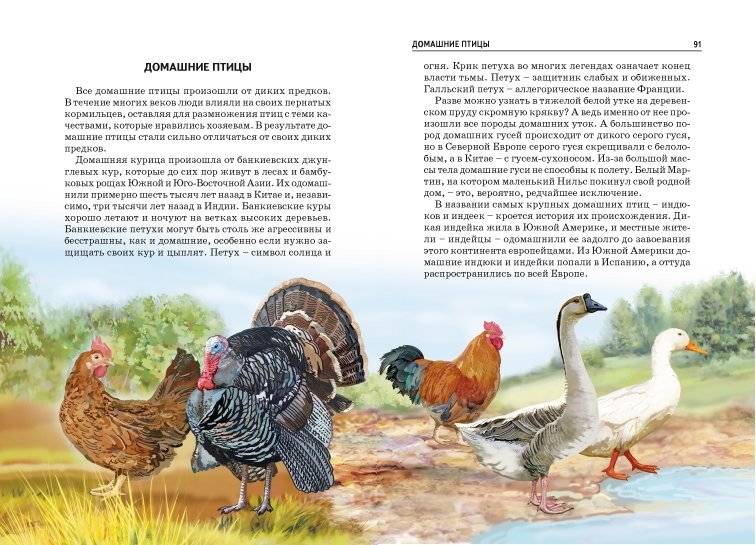 Птицы. Школьный путеводитель фото книги 4