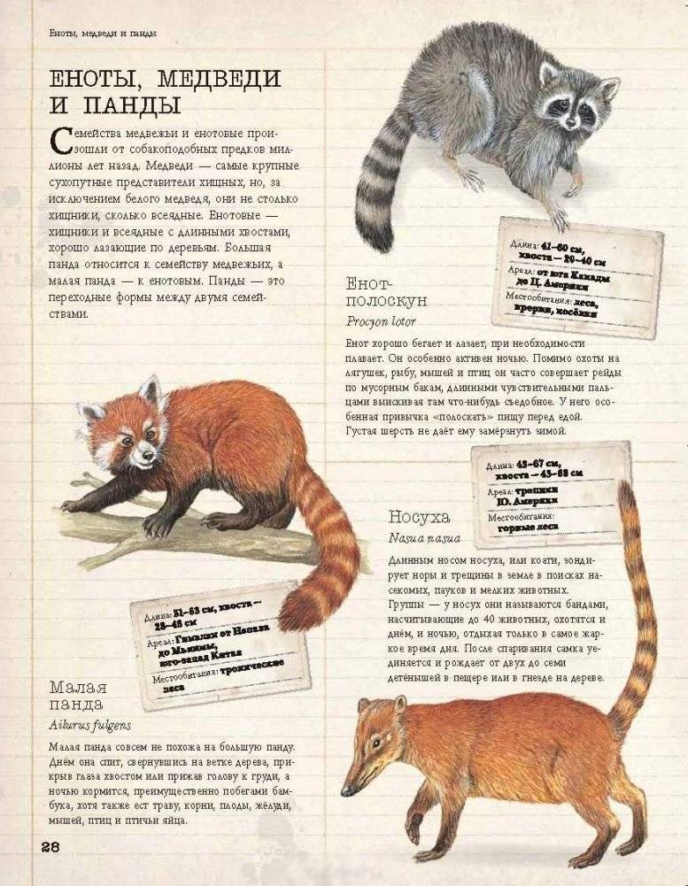 Животные. Детская энциклопедия фото книги 4