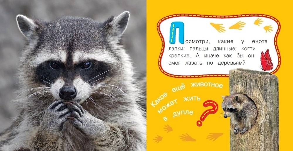 Енот фото книги 2