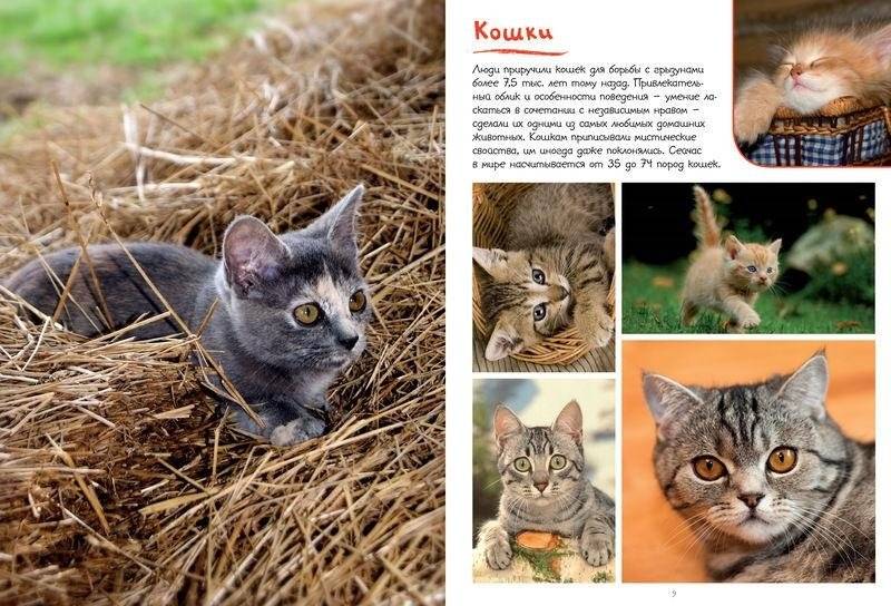 Моя большая книга о животных фото книги 4