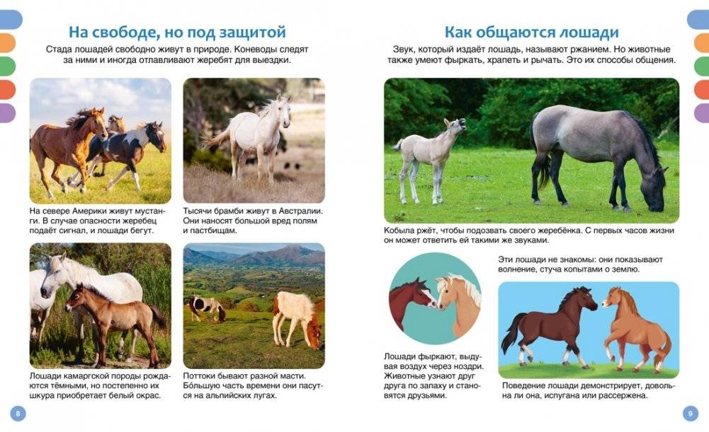 Лошади фото книги 3