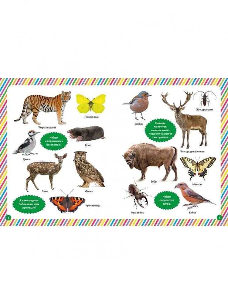 Фотокнига для малышей. Животный мир фото книги 3