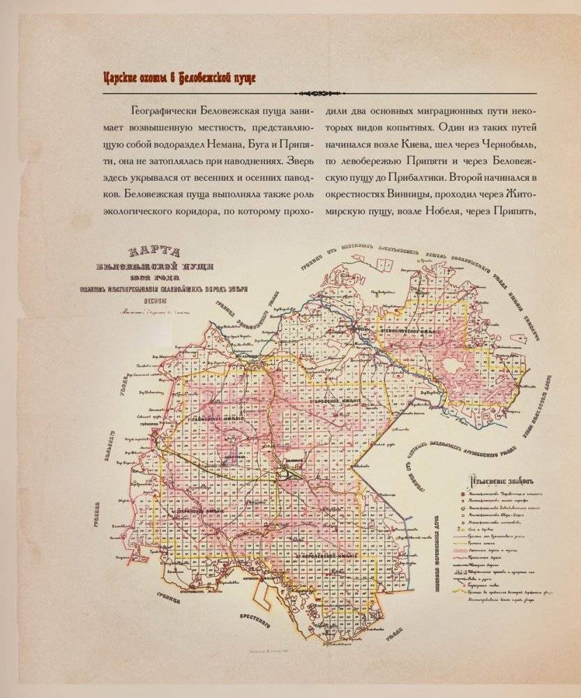 Царские охоты в Беловежской пуще фото книги 5