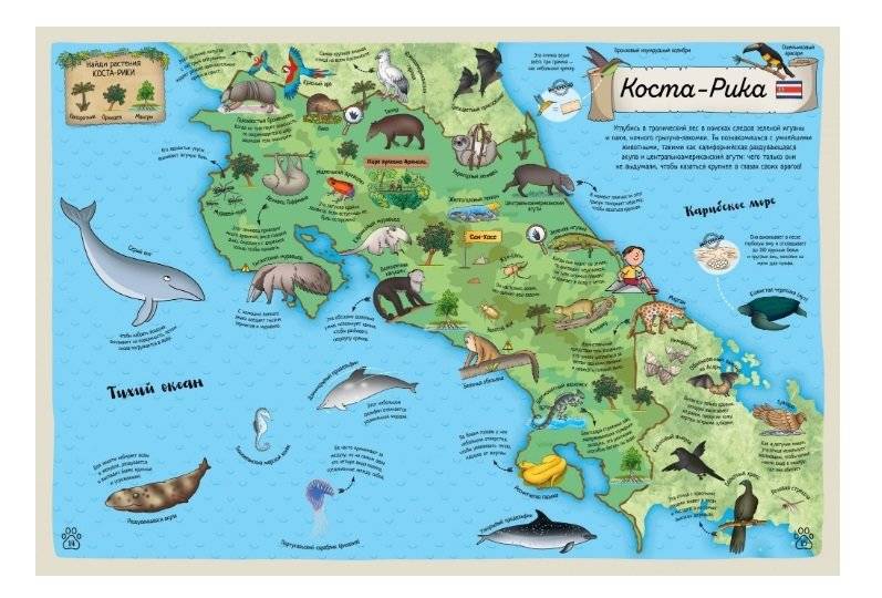 Гигантский атлас животных мира фото книги 6