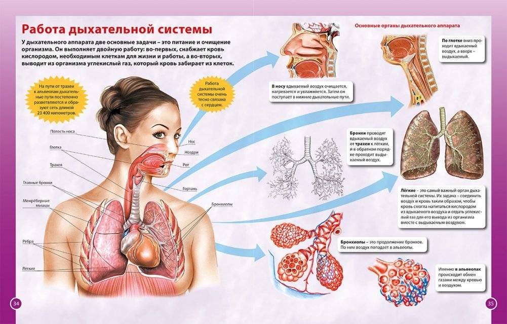 О теле человека для мальчиков и девочек. Детская энциклопедия фото книги 5
