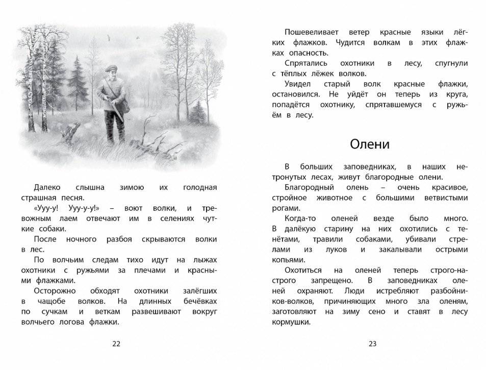 Год в лесу фото книги 4