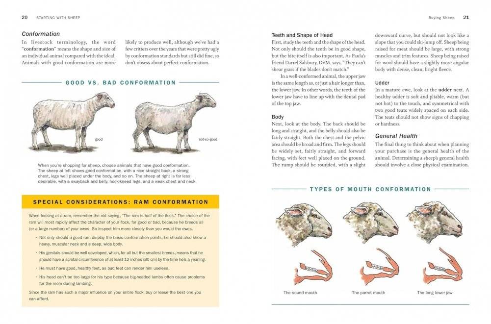 Storey's Guide to Raising Sheep, 5th Edition: Breeding, Care, Facilities фото книги 4