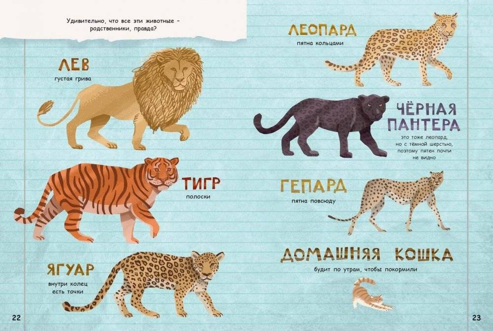 Они такие разные! фото книги 5