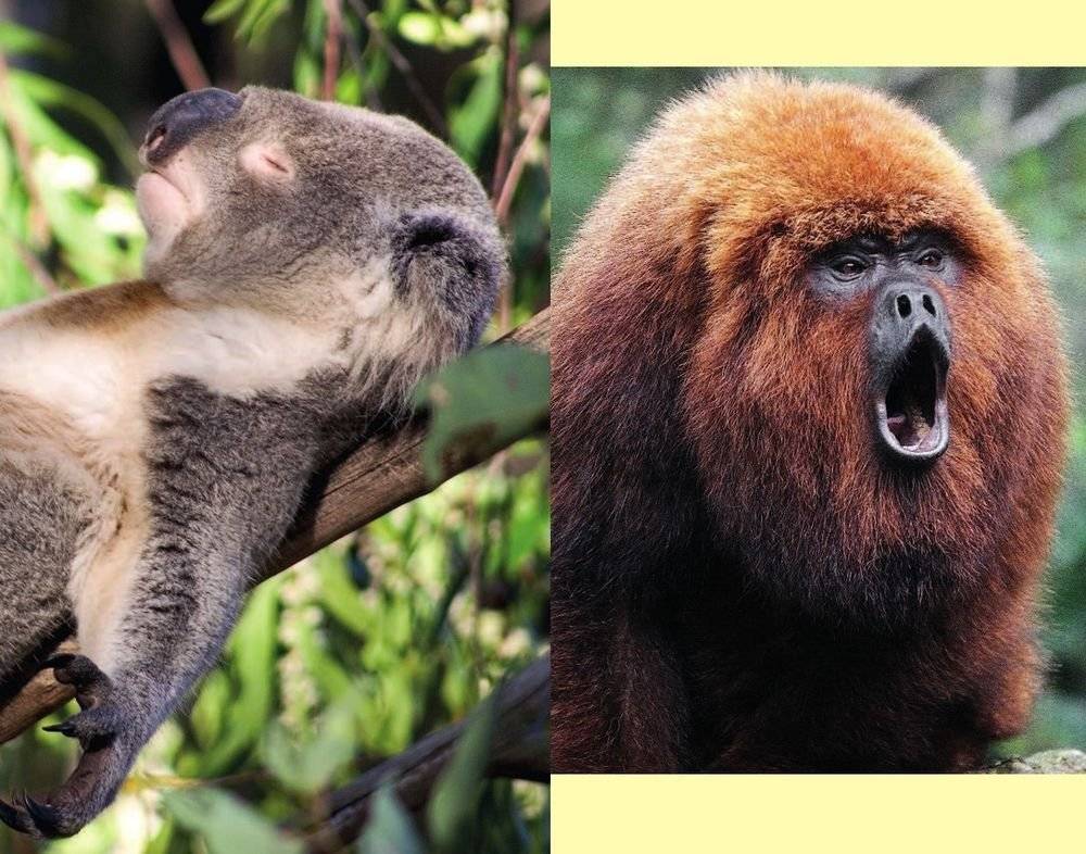 Животные. Иллюстрированный гид фото книги 5