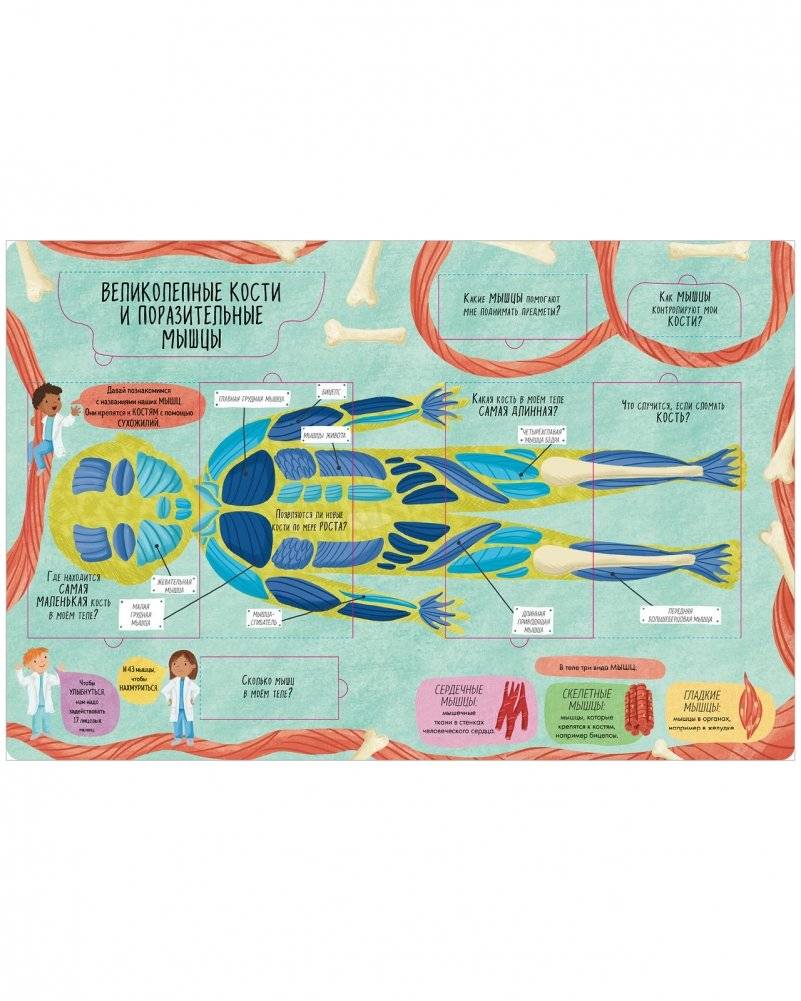 Большая книга с окошками. Тело человека фото книги 4