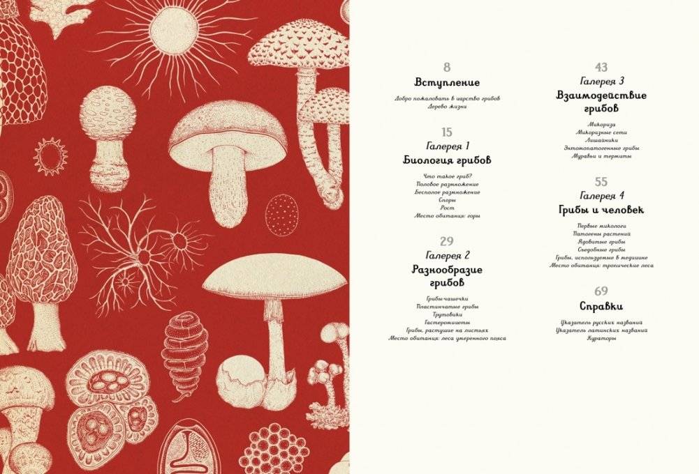 Грибы фото книги 2