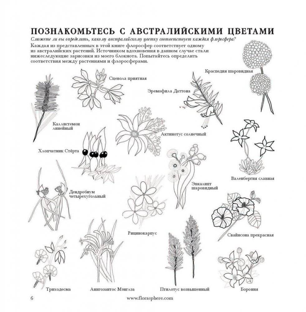 Флоросфера. Умиротворение фото книги 4
