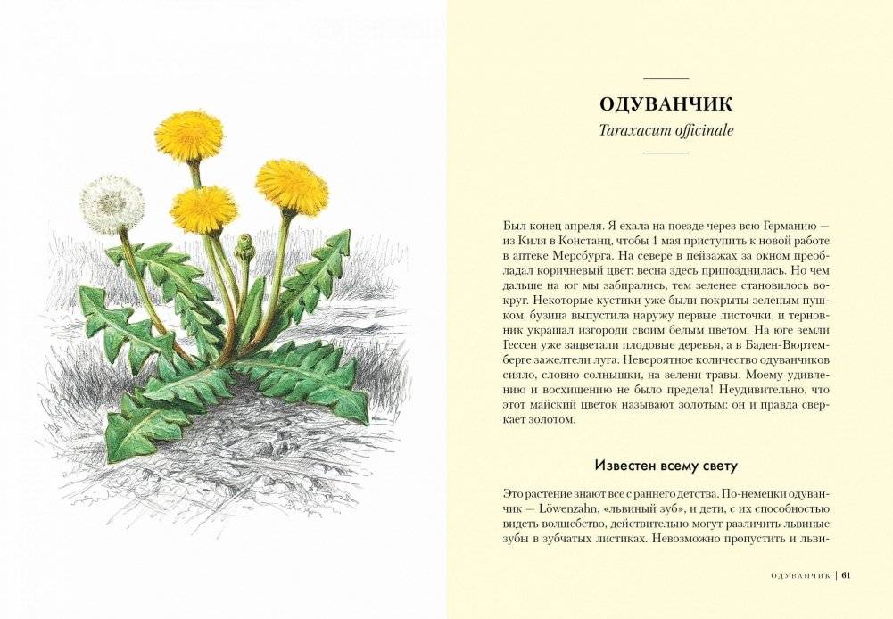 Травы. Природный источник жизненной силы фото книги 7