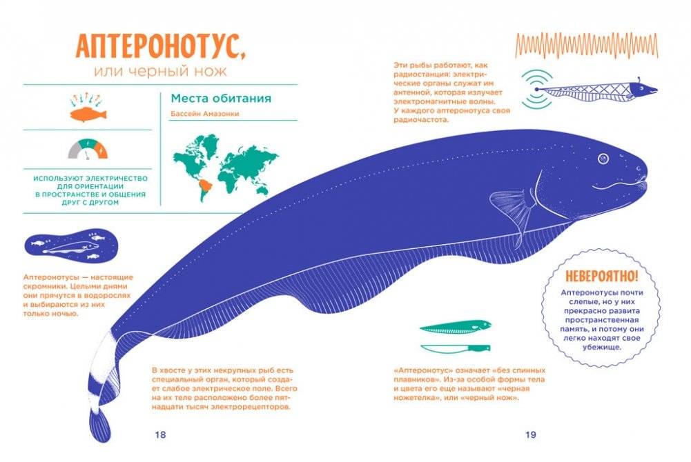Электрические рыбы фото книги 3