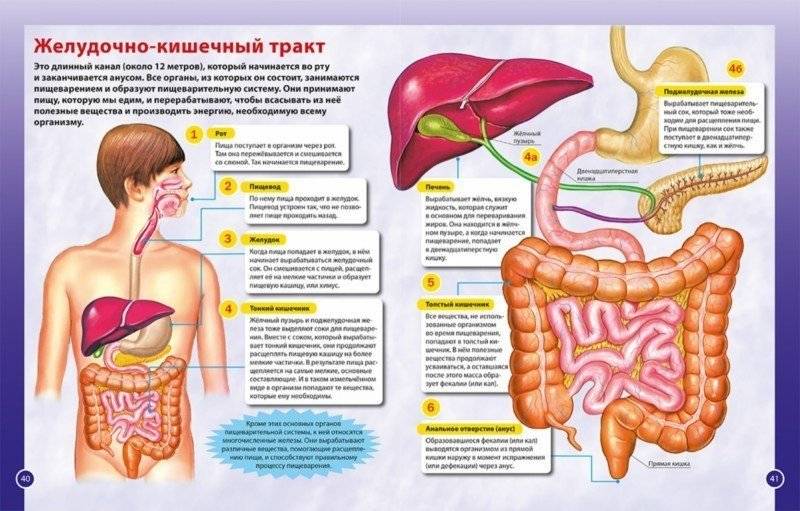 Тело человека. Первая энциклопедия для детей фото книги 7