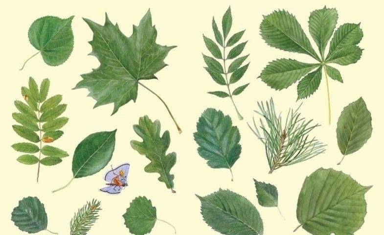 Софи в мире деревьев фото книги 2