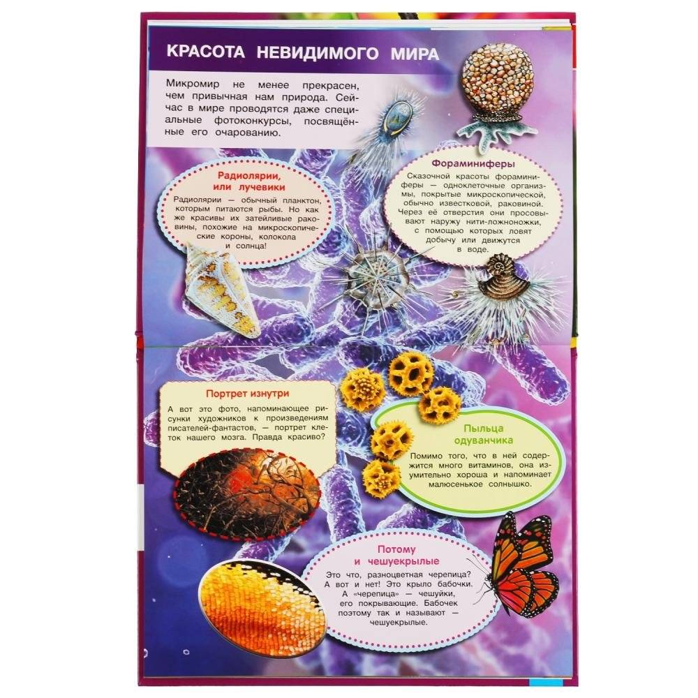 Энциклопедия с развивающими заданиями "Мир под микроскопом", 48 страниц фото книги 3
