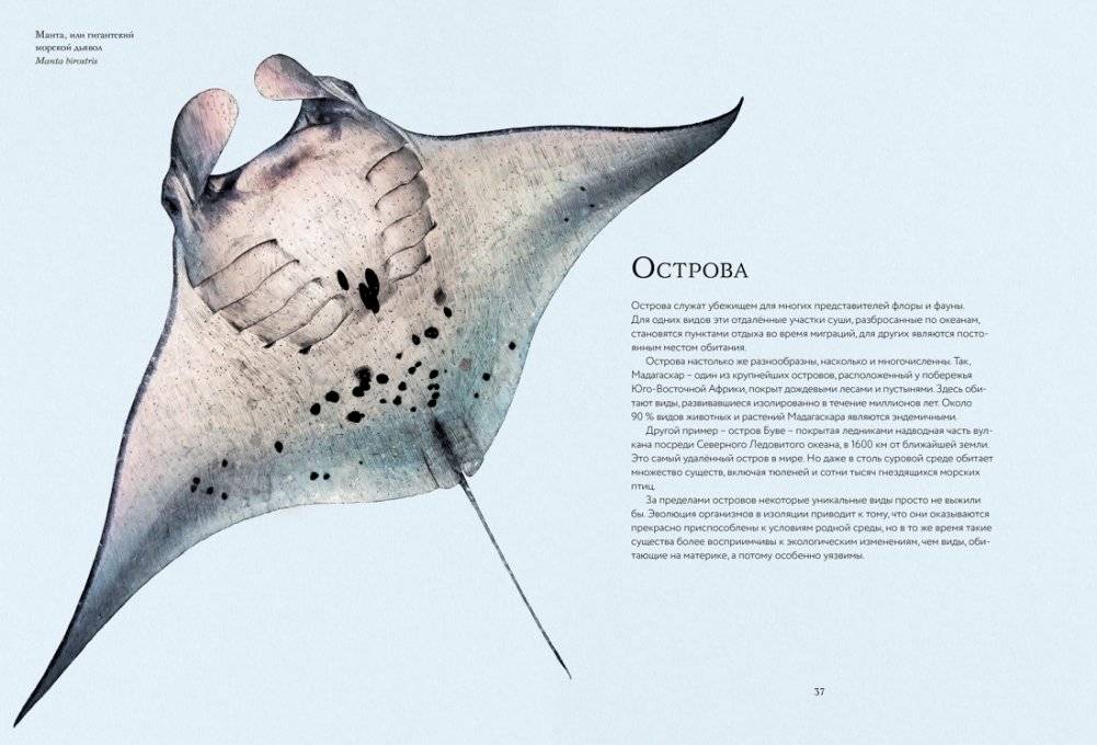 Океан и его обитатели фото книги 8
