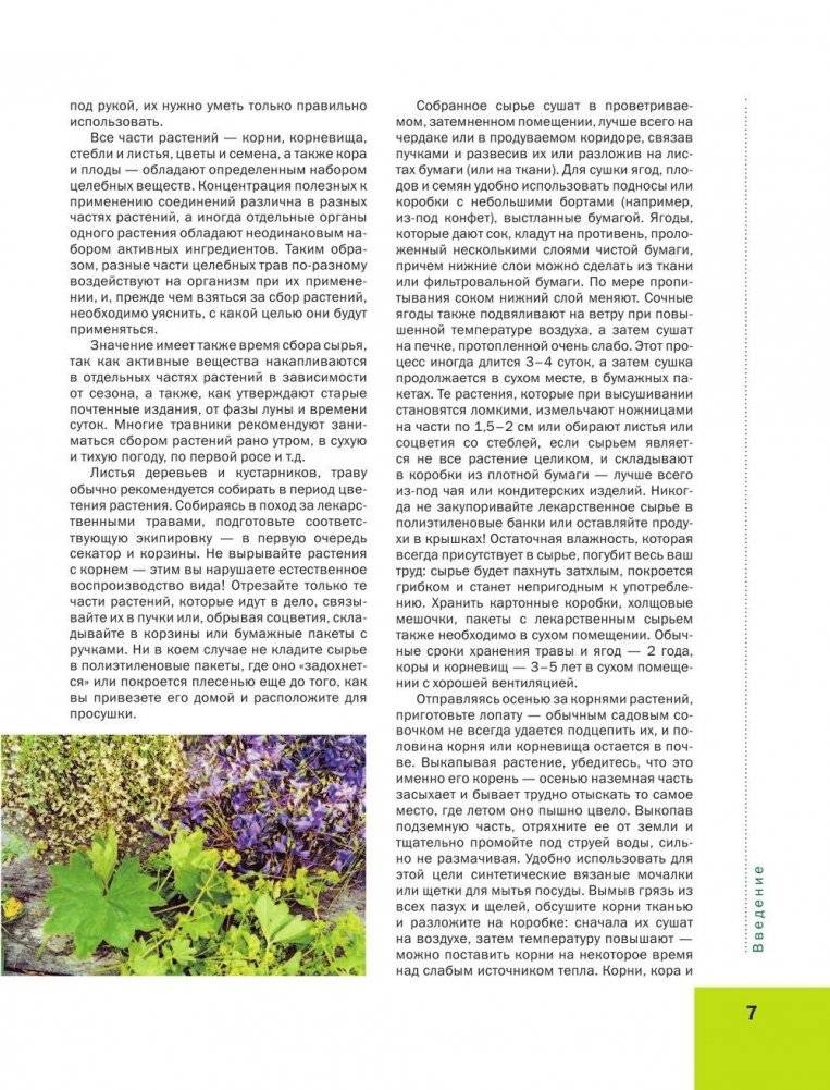 Большая иллюстрированная энциклопедия лекарственных растений фото книги 7