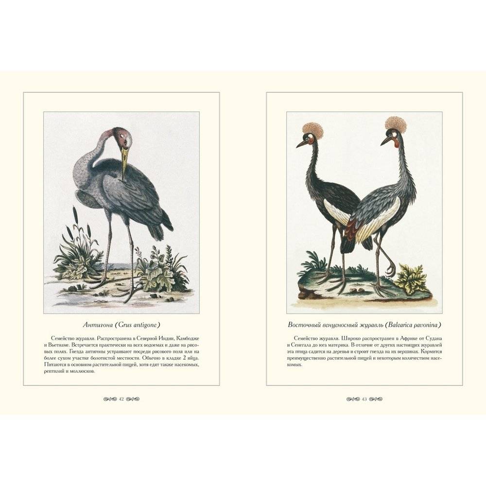 Зоологический альбом фото книги 5