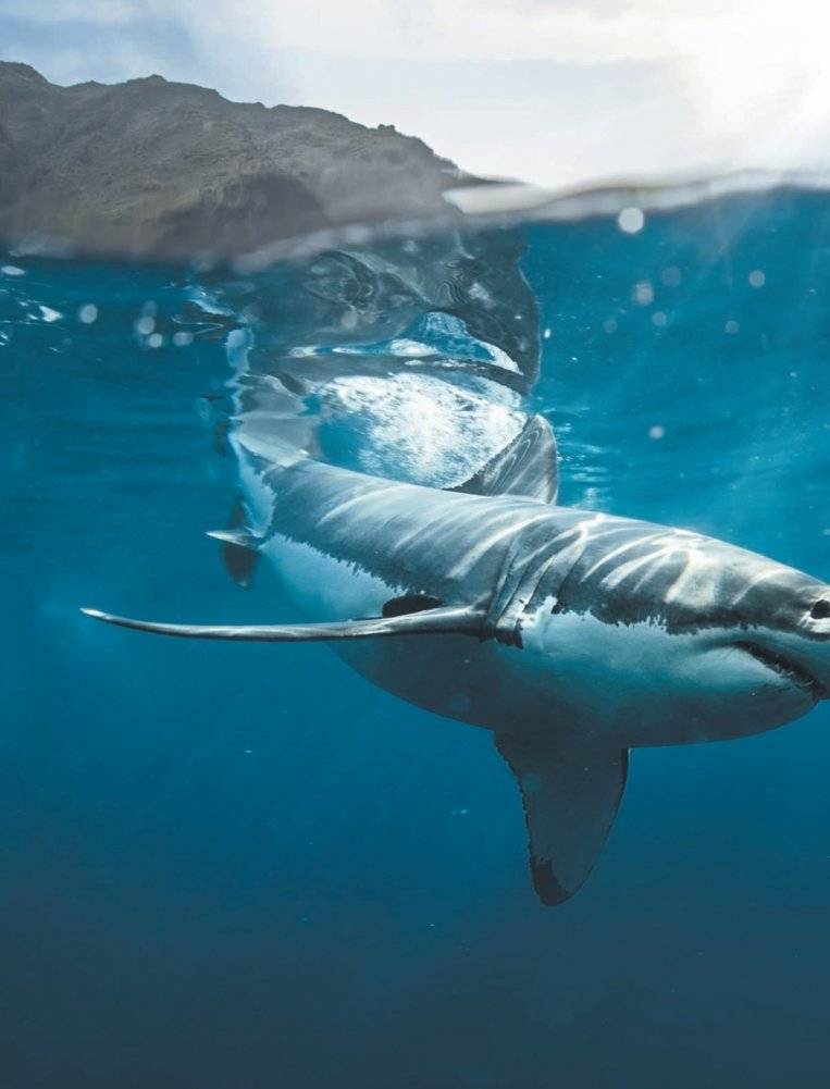 Красная книга мира: млекопитающие, птицы, рептилии, амфибии, рыбы фото книги 5