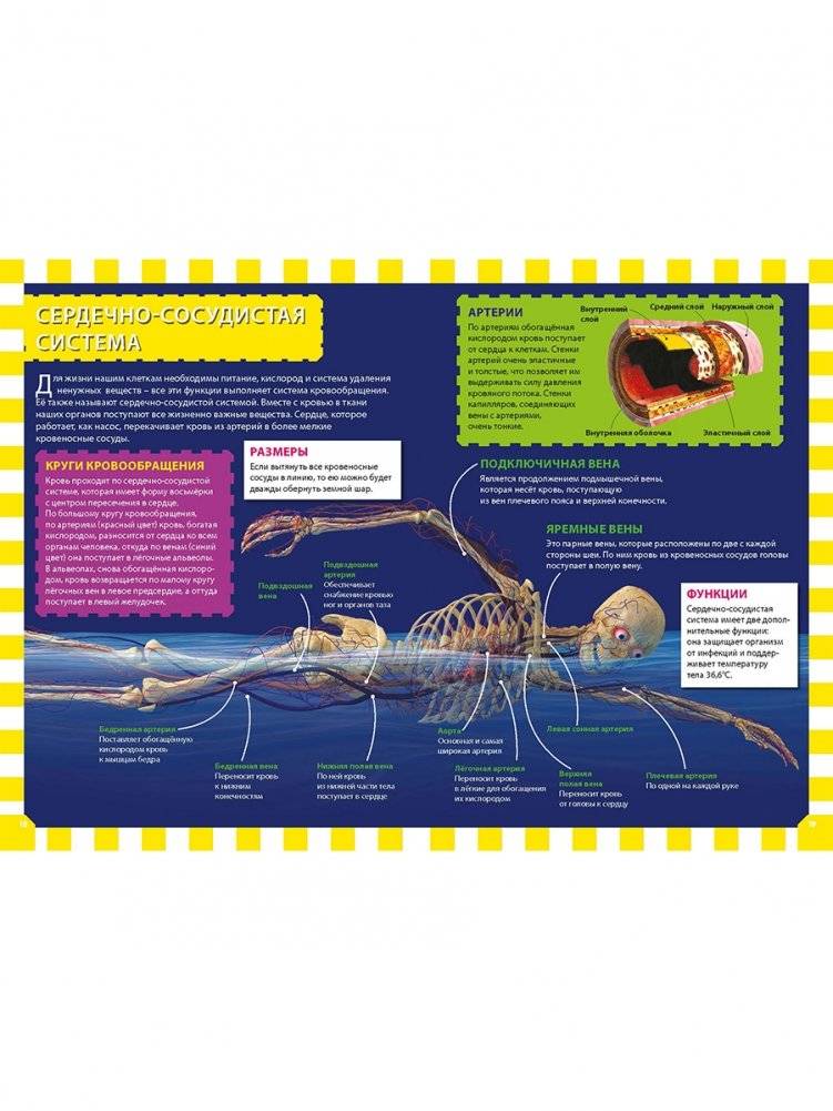Как работает твоё тело. Детская энциклопедия фото книги 4