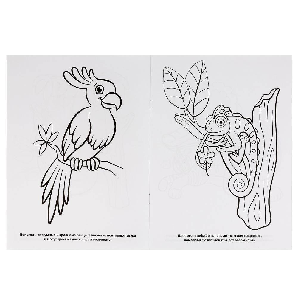 Тропический лес фото книги 3