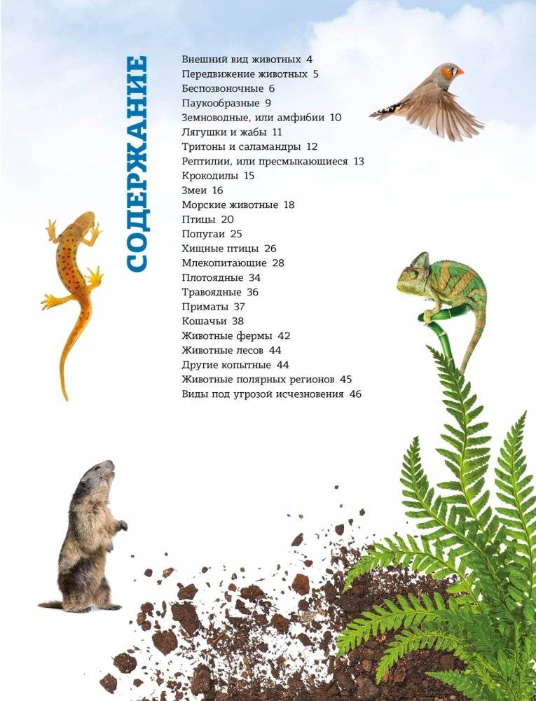 Мир животных: от актинии до ягуара фото книги 2