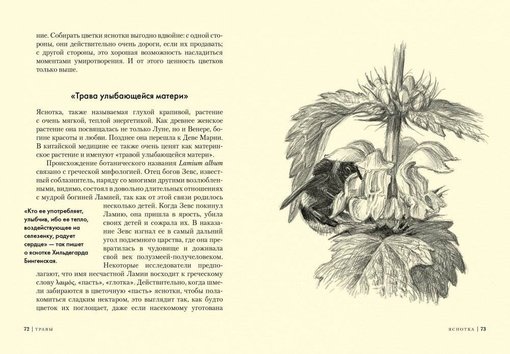 Травы. Природный источник жизненной силы фото книги 8