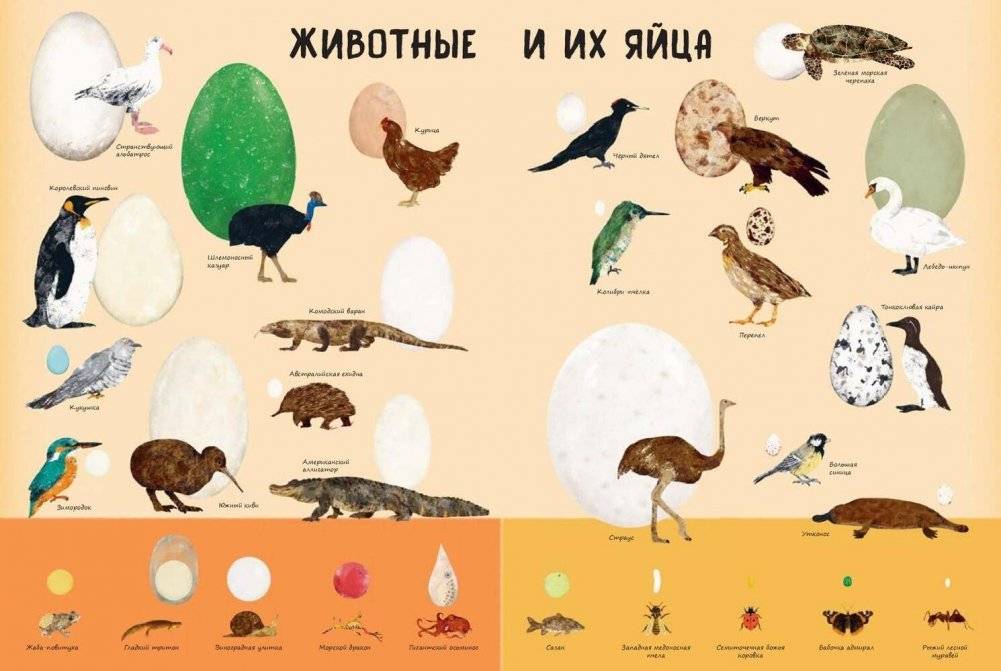 Кто появляется на свет из яйца? фото книги 7