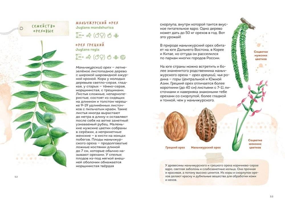 Деревья. Атлас-определитель фото книги 3