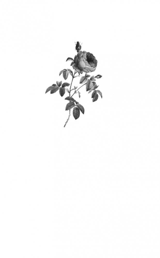 Общество Джейн Остен фото книги 2